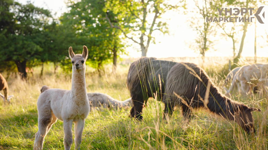 Үнэрт тос ангилал хэрэглээ