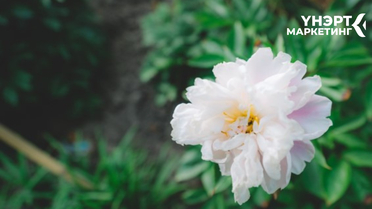 ЖАЗЗ үнэрт diffuser бүтээгдэхүүн