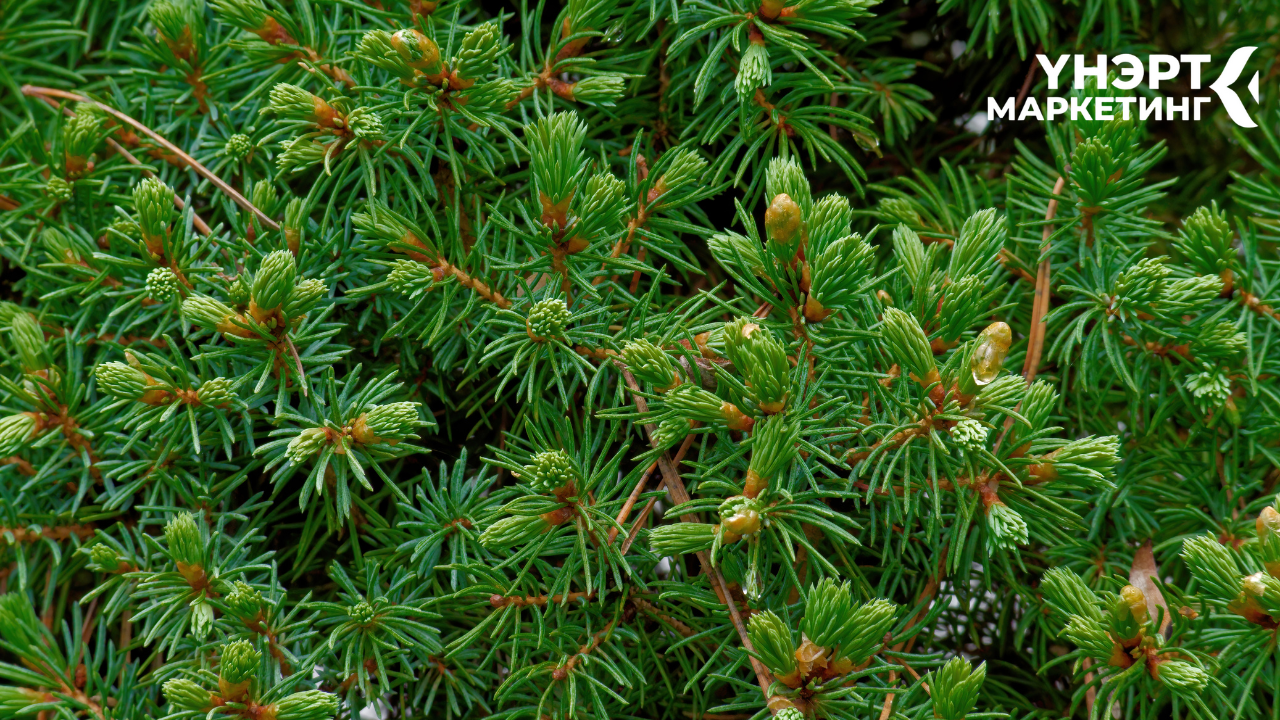 Суурь ноот - Хуш мод