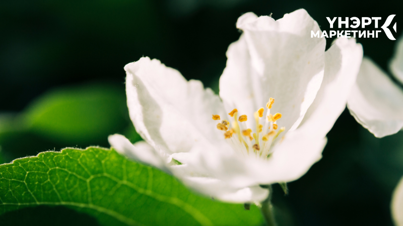 Зүрхэн ноот - Цэхэрмаа цэцэг, Мэлрэг цэцэг, Жүржийн цэцэг