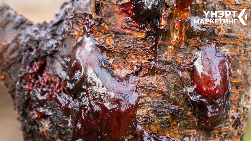 Суурь ноот - Хув, Давирхай